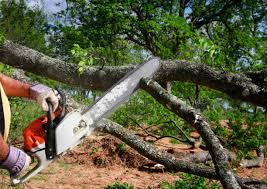 Best Tree and Shrub Care  in Yorkville, WI