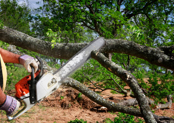 Reliable Yorkville, WI  Tree Services Solutions